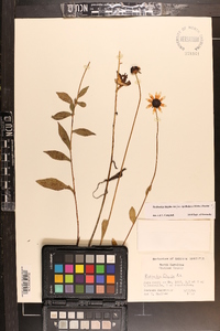 Rudbeckia fulgida image