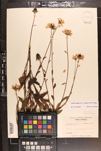 Rudbeckia fulgida image