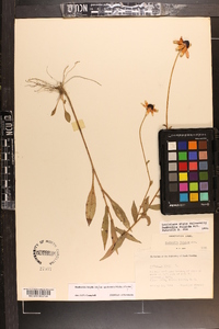 Rudbeckia fulgida image