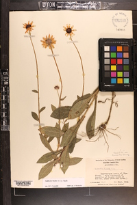 Rudbeckia fulgida image