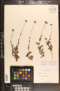 Rudbeckia fulgida image