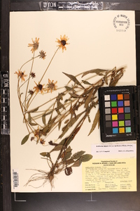 Rudbeckia fulgida image