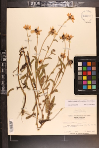 Rudbeckia fulgida image