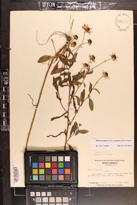 Rudbeckia fulgida image