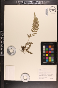 Dennstaedtia hirsuta image