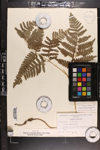 Pteridium aquilinum var. latiusculum image