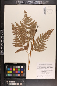 Pteridium aquilinum var. latiusculum image