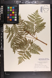 Pteridium aquilinum var. latiusculum image