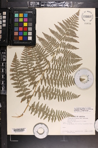 Pteridium aquilinum var. pubescens image