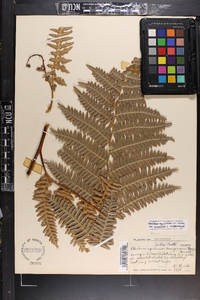 Pteridium aquilinum var. pubescens image