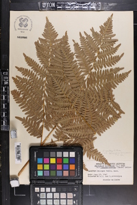 Pteridium aquilinum var. latiusculum image