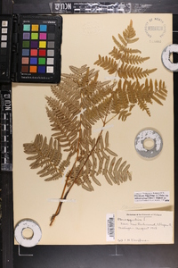 Pteridium aquilinum var. latiusculum image