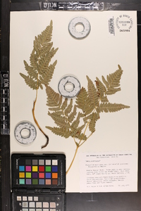 Pteridium aquilinum var. latiusculum image