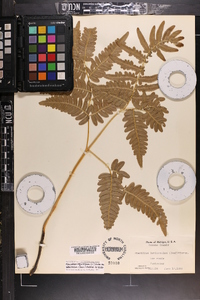 Pteridium aquilinum var. latiusculum image