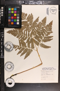 Pteridium aquilinum var. latiusculum image