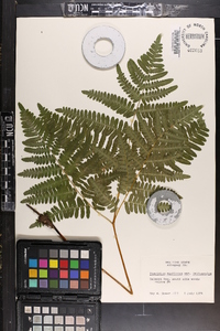 Pteridium aquilinum var. latiusculum image