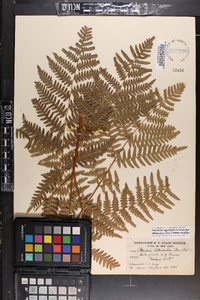 Pteridium aquilinum var. latiusculum image