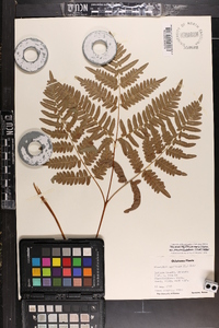 Pteridium aquilinum subsp. pseudocaudatum image