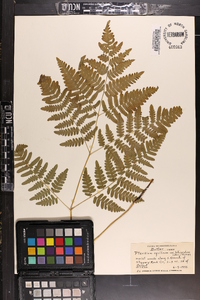 Pteridium aquilinum var. latiusculum image