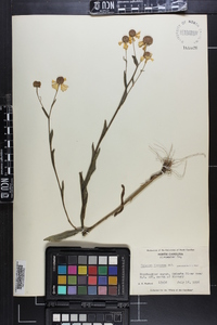 Helenium flexuosum image