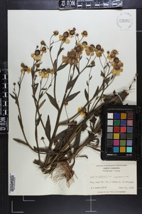 Helenium flexuosum image