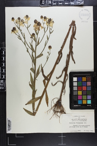 Helenium flexuosum image