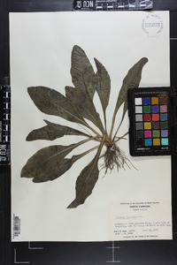 Helenium flexuosum image