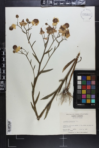 Helenium flexuosum image