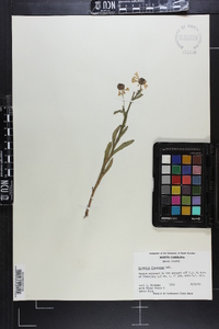 Helenium flexuosum image