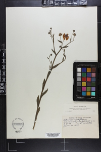 Helenium flexuosum image