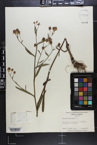 Helenium flexuosum image