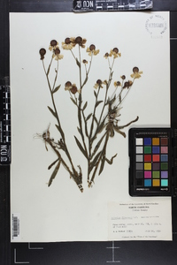 Helenium flexuosum image