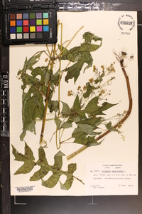 Polymnia canadensis image