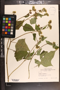 Polymnia canadensis image