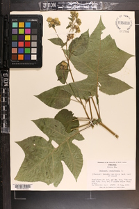 Polymnia canadensis image