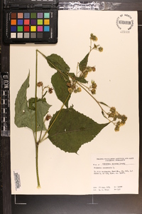 Polymnia canadensis image