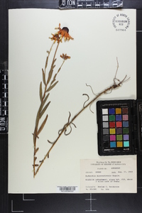 Rudbeckia missouriensis image