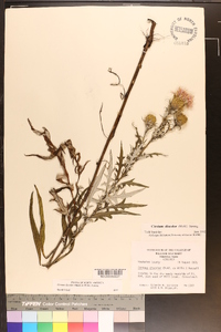 Cirsium discolor image