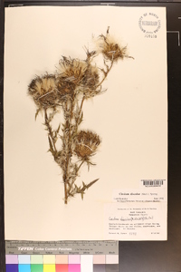 Cirsium discolor image