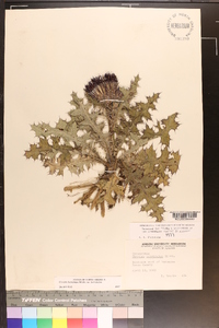 Cirsium horridulum image