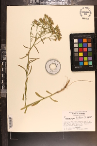 Sericocarpus linifolius image