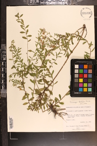 Sericocarpus tortifolius image