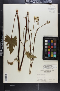 Silphium compositum var. reniforme image