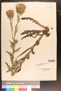Cirsium horridulum image