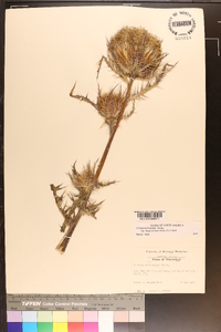 Cirsium horridulum image