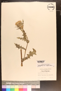 Cirsium horridulum image