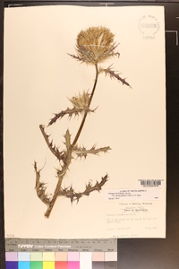 Cirsium horridulum image