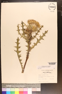 Cirsium horridulum image