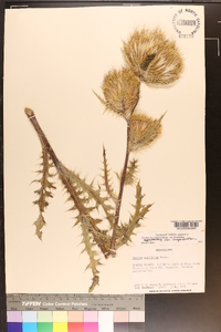 Cirsium horridulum image