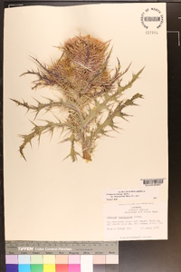 Cirsium horridulum image